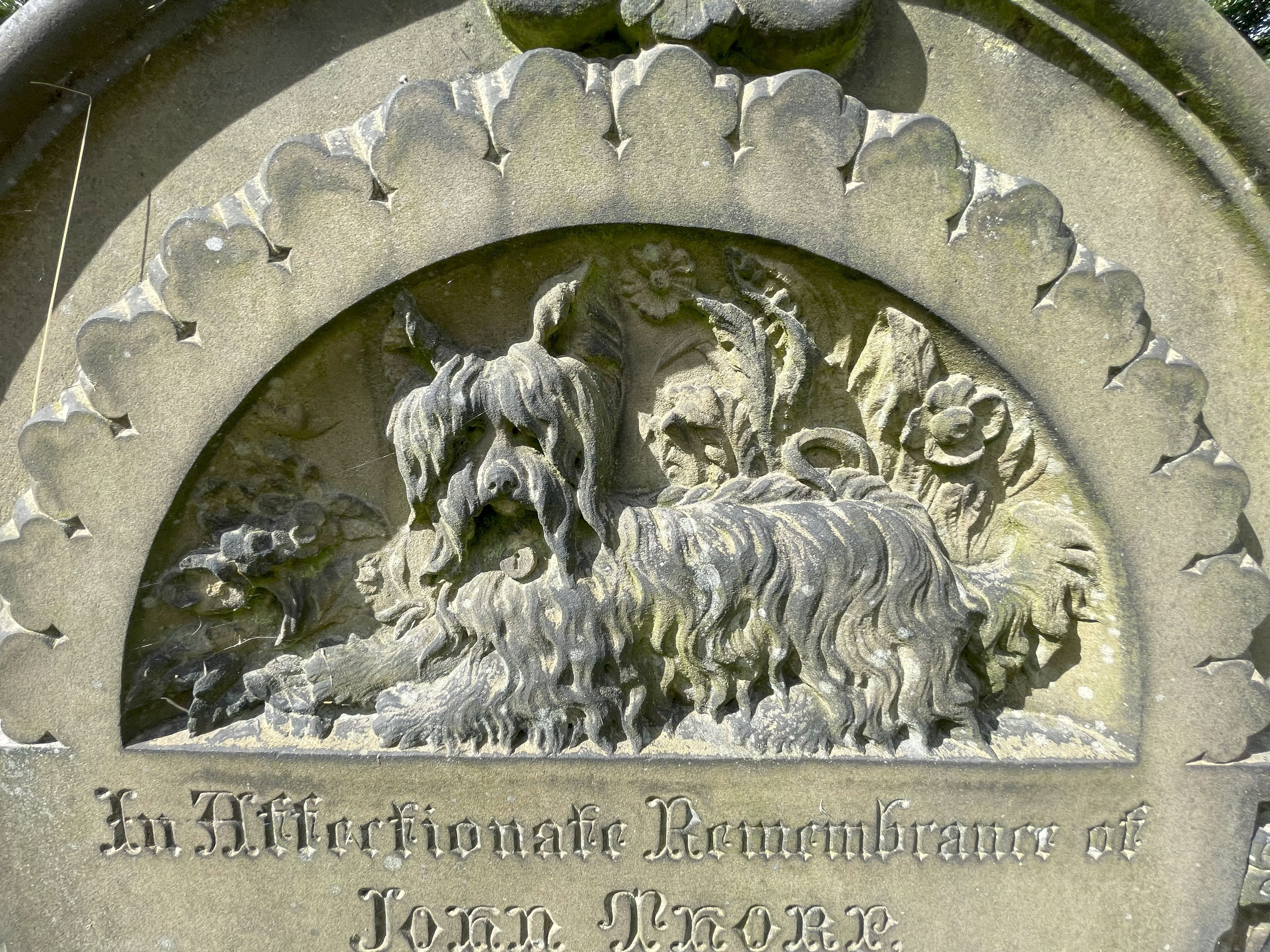 Dog